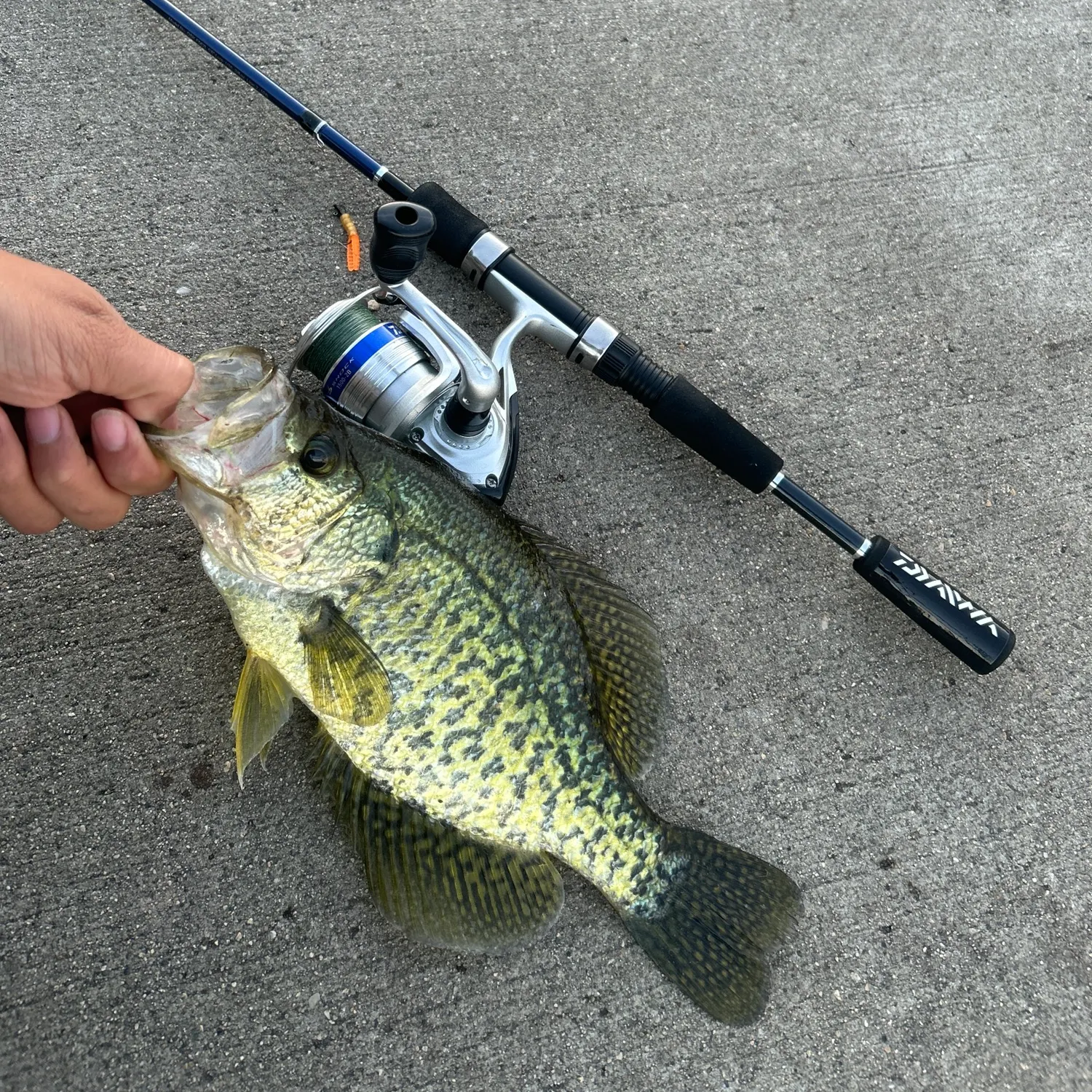 The most recent Black crappie catches on Fishbrain