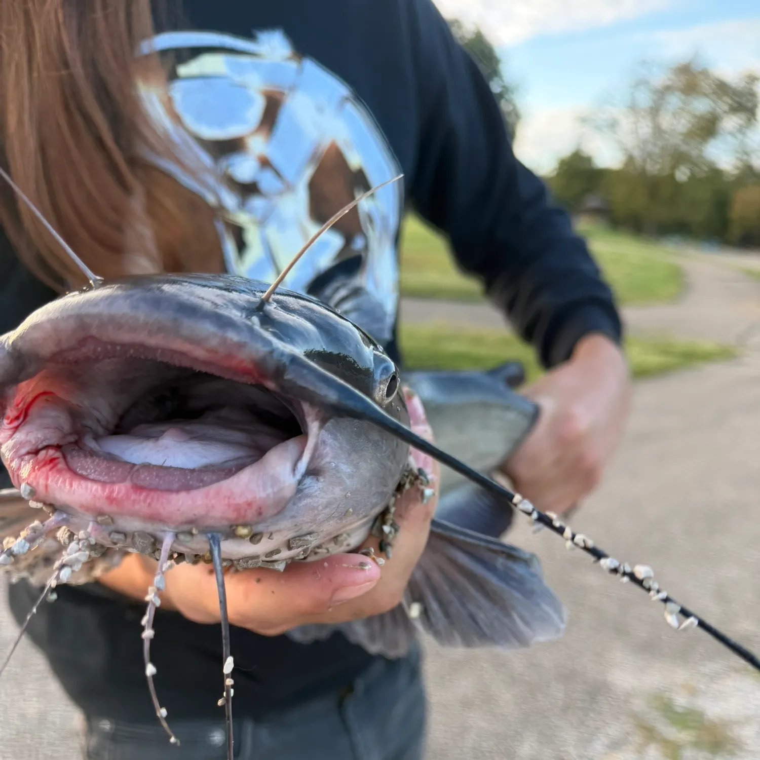 Channel catfish caught on Fishbrain