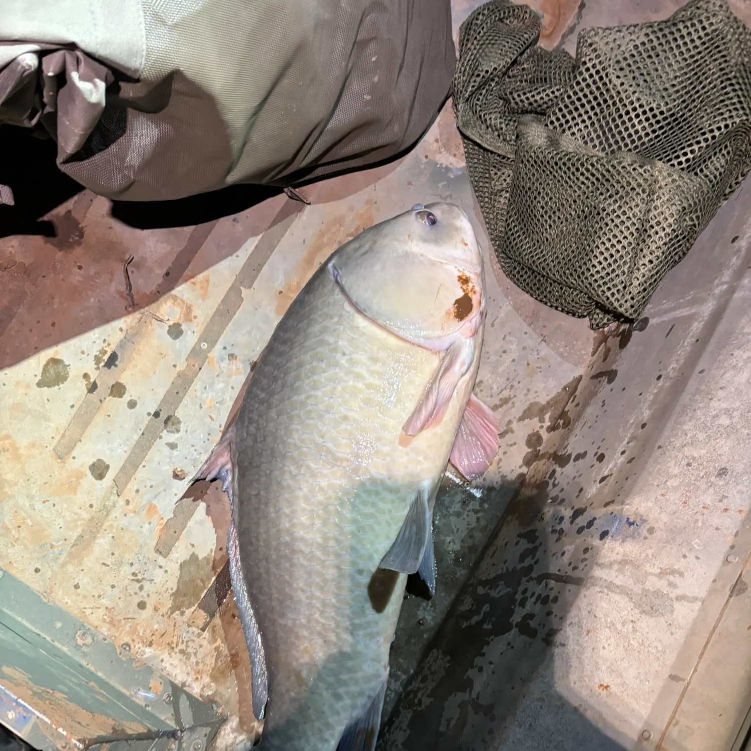 The most recent Bigmouth buffalo catches on Fishbrain