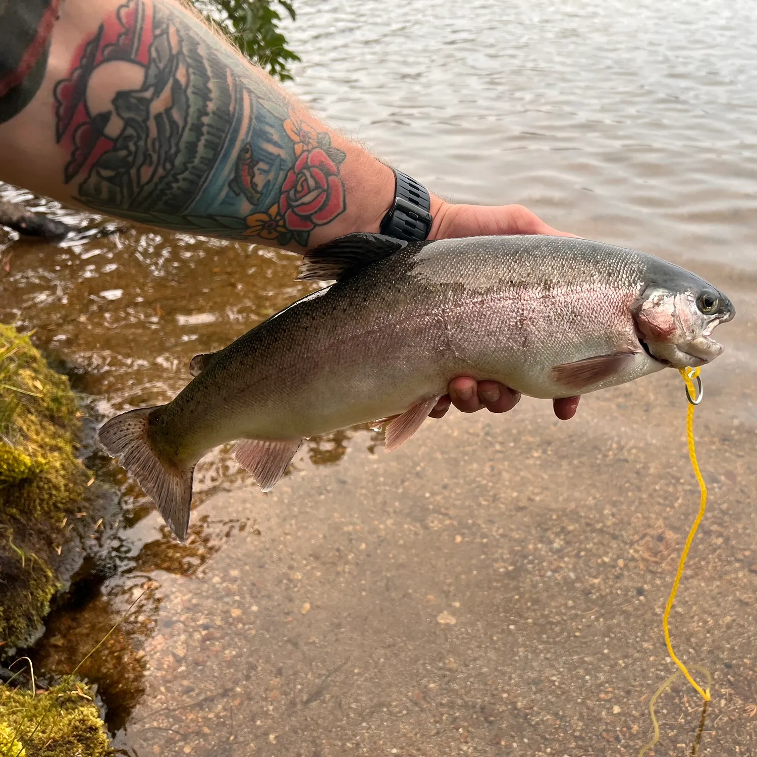 recently logged catches