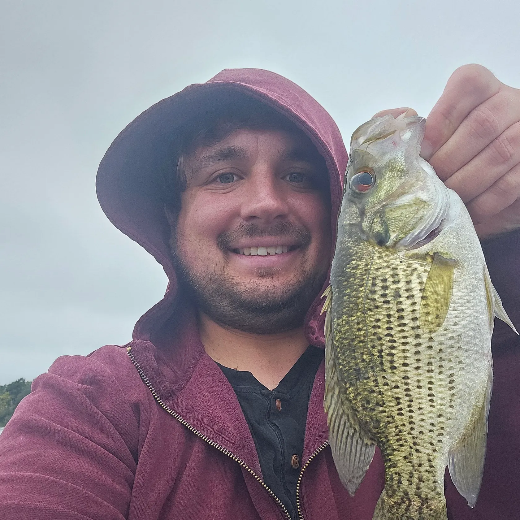 Rock bass caught on Fishbrain