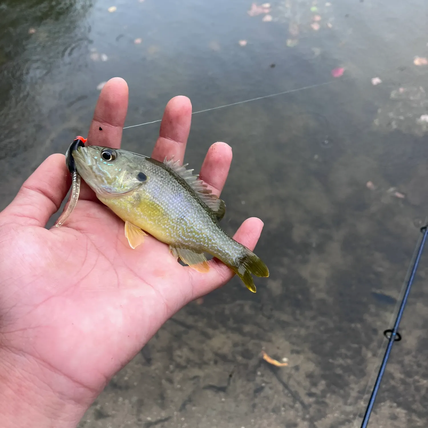 Green sunfish caught on Fishbrain