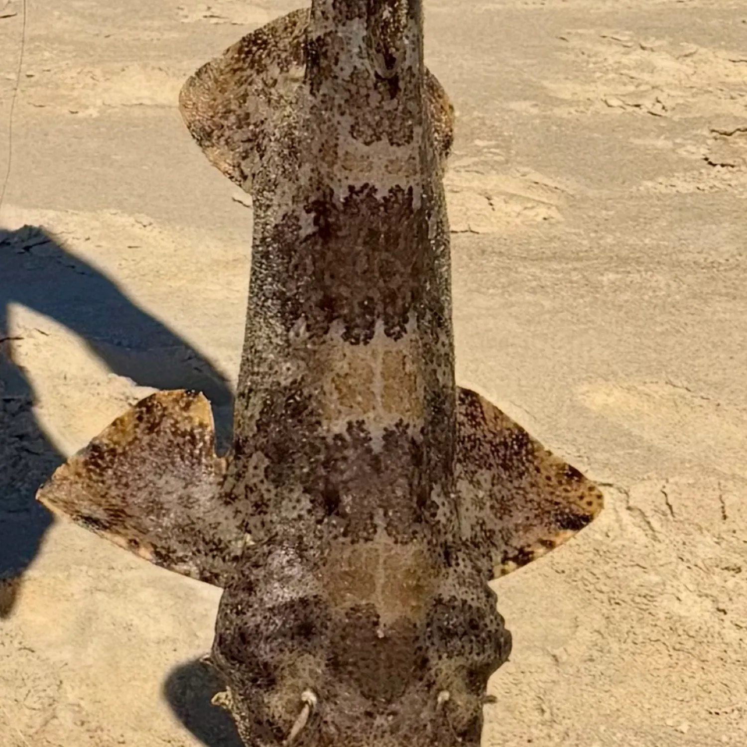 The most recent Gulf wobbegong catches on Fishbrain