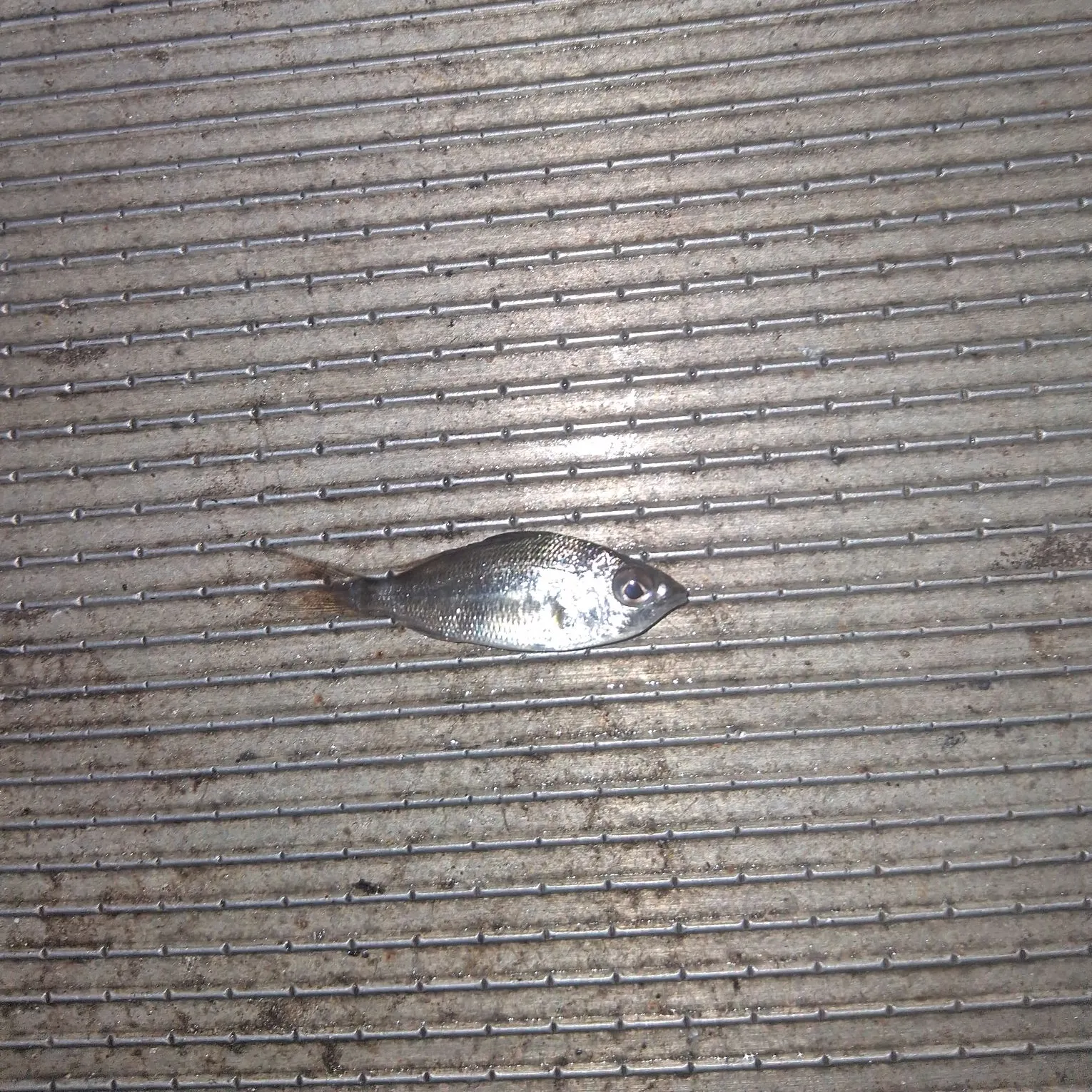 The most recent Tidewater mojarra catches on Fishbrain