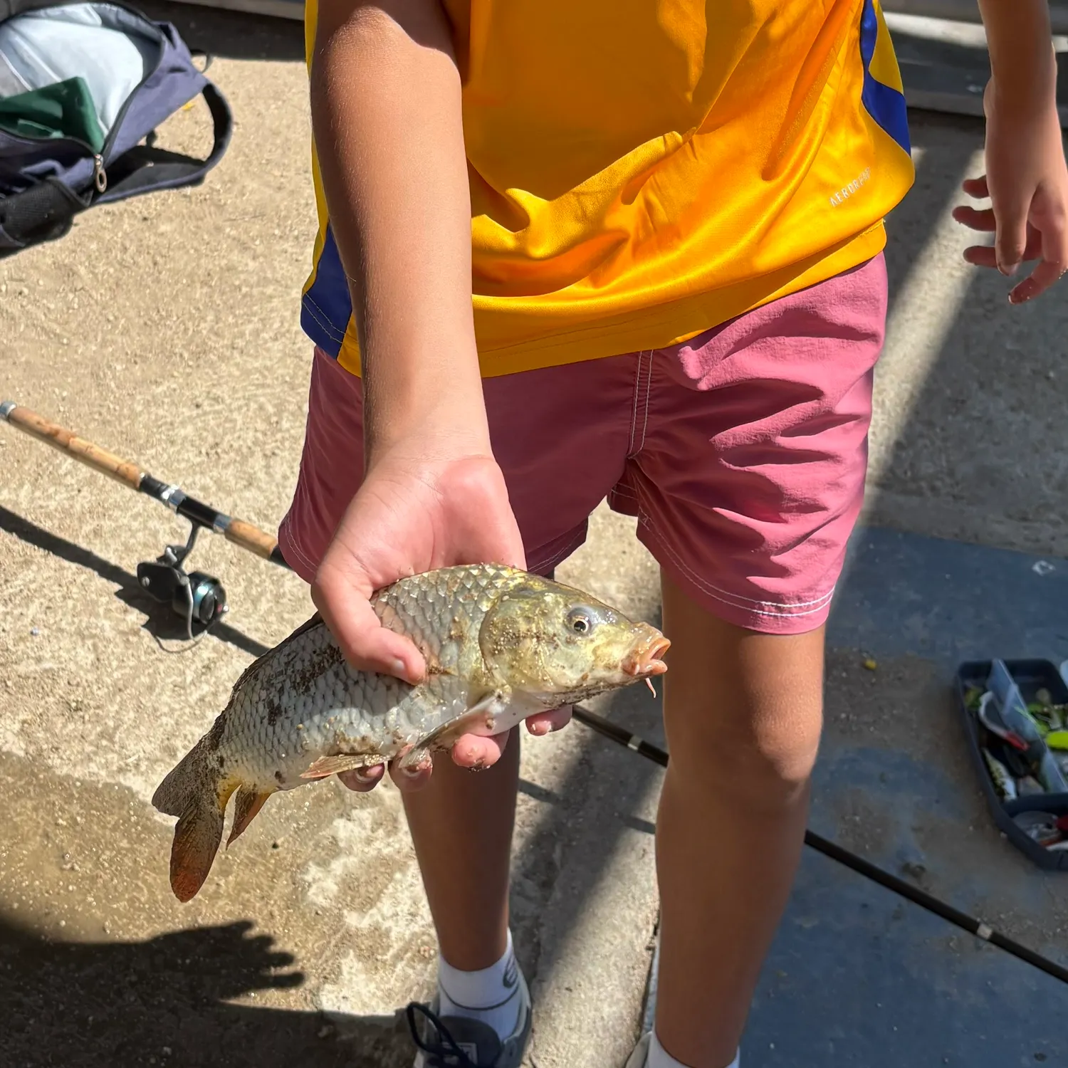 Common carp caught on Fishbrain