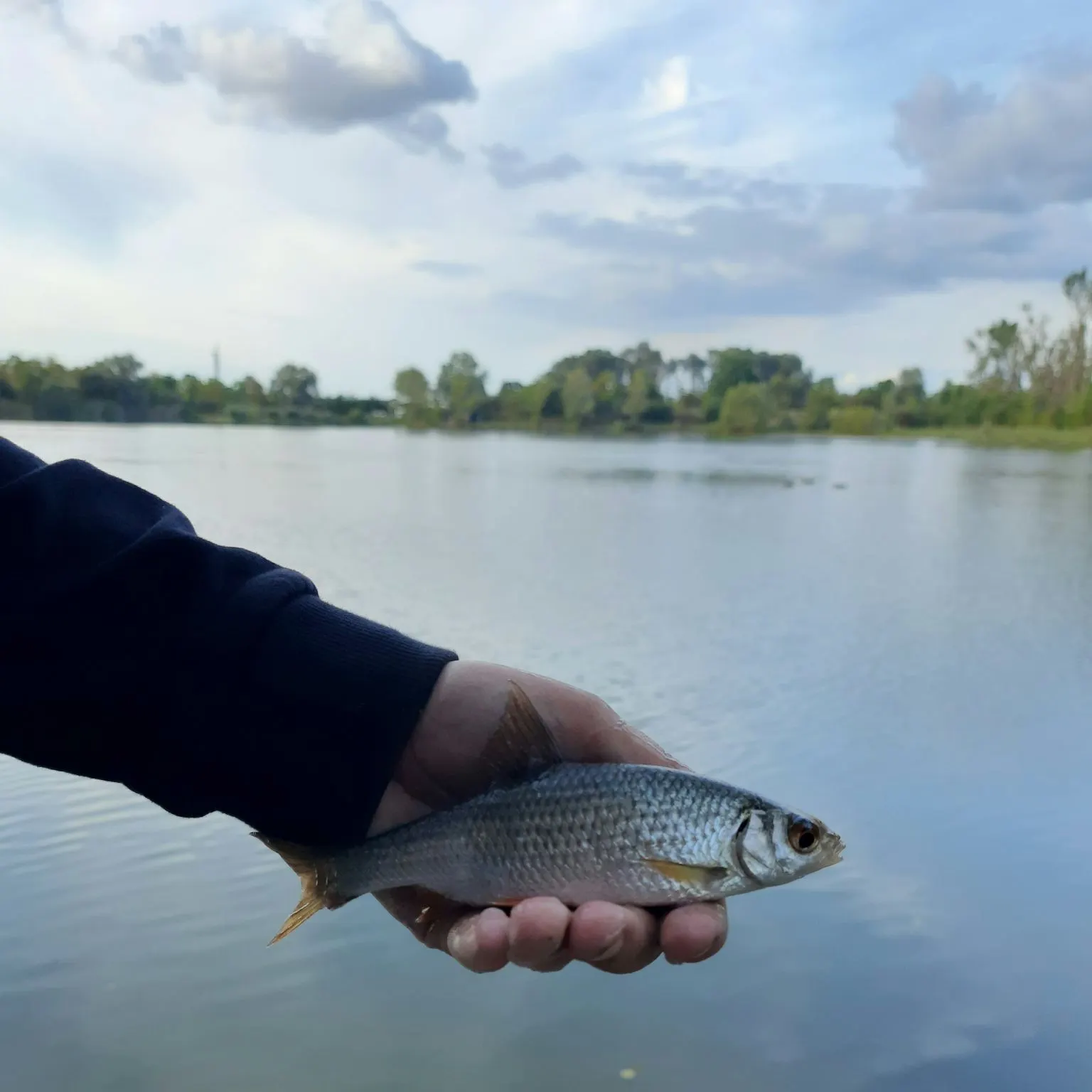 Common roach caught on Fishbrain