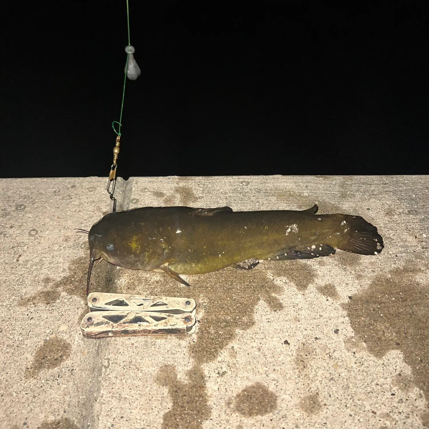 Yellow bullhead caught on Fishbrain