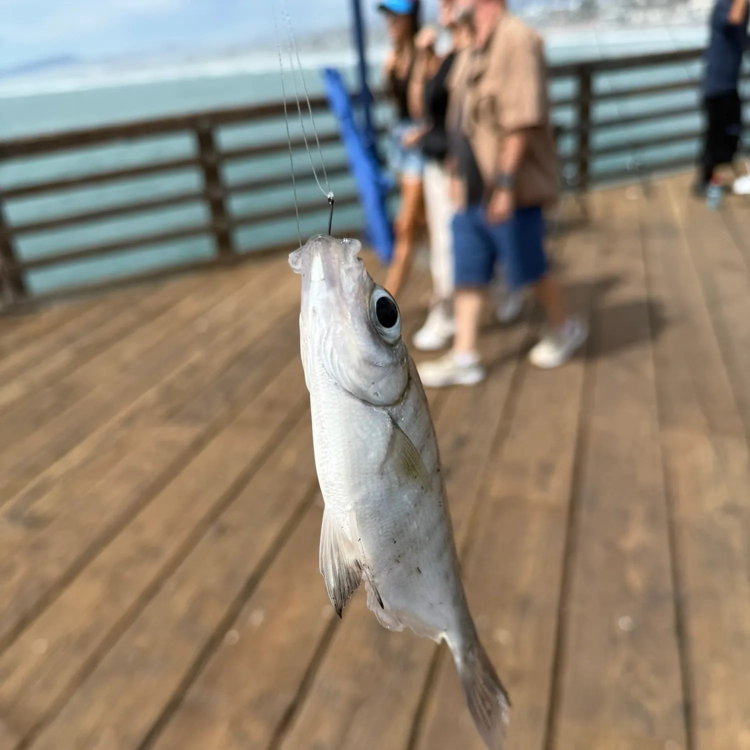 The most recent Walleye surfperch catches on Fishbrain