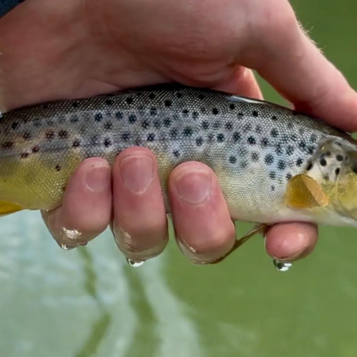Brown trout caught on Fishbrain