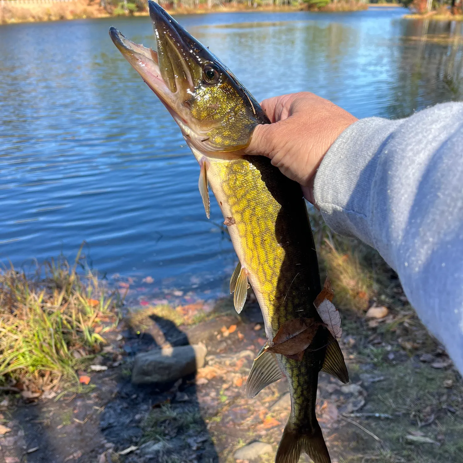 Chain pickerel caught on Fishbrain