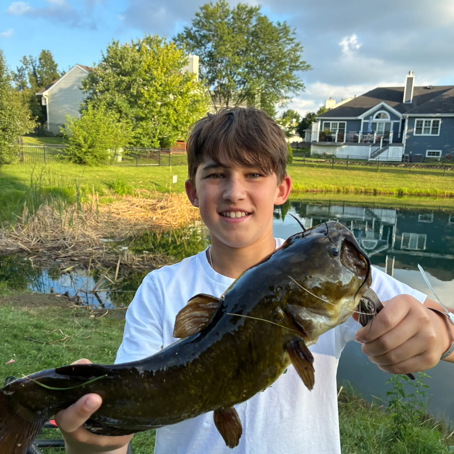 Yellow bullhead caught on Fishbrain
