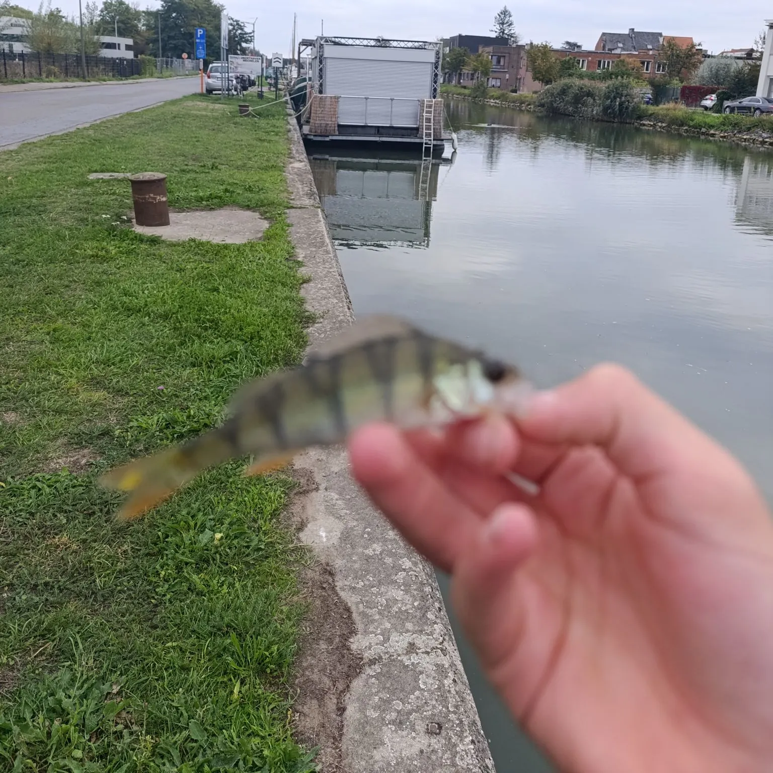 European perch caught on Fishbrain