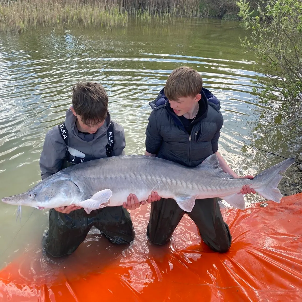 The most recent Russian sturgeon catches on Fishbrain
