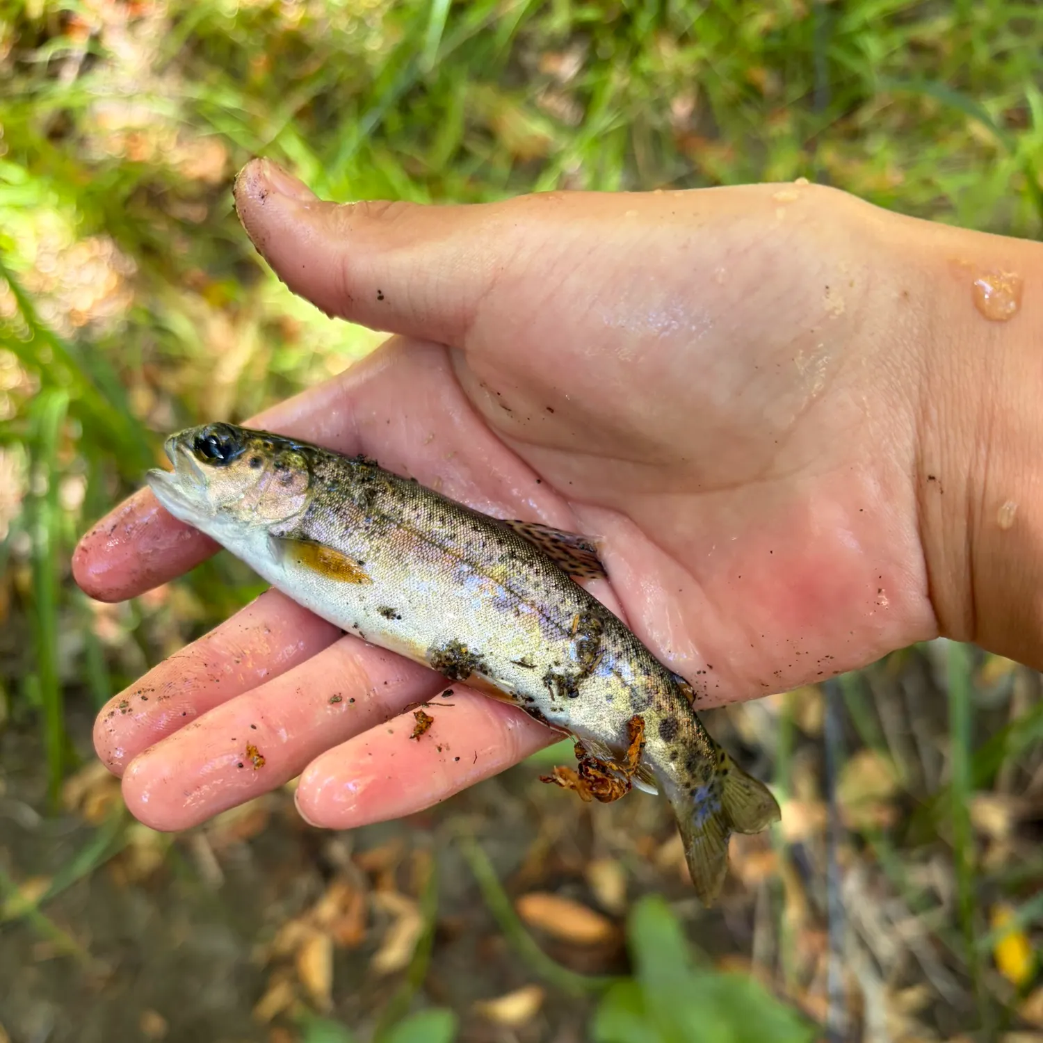 The most recent Coastal rainbow trout catches on Fishbrain