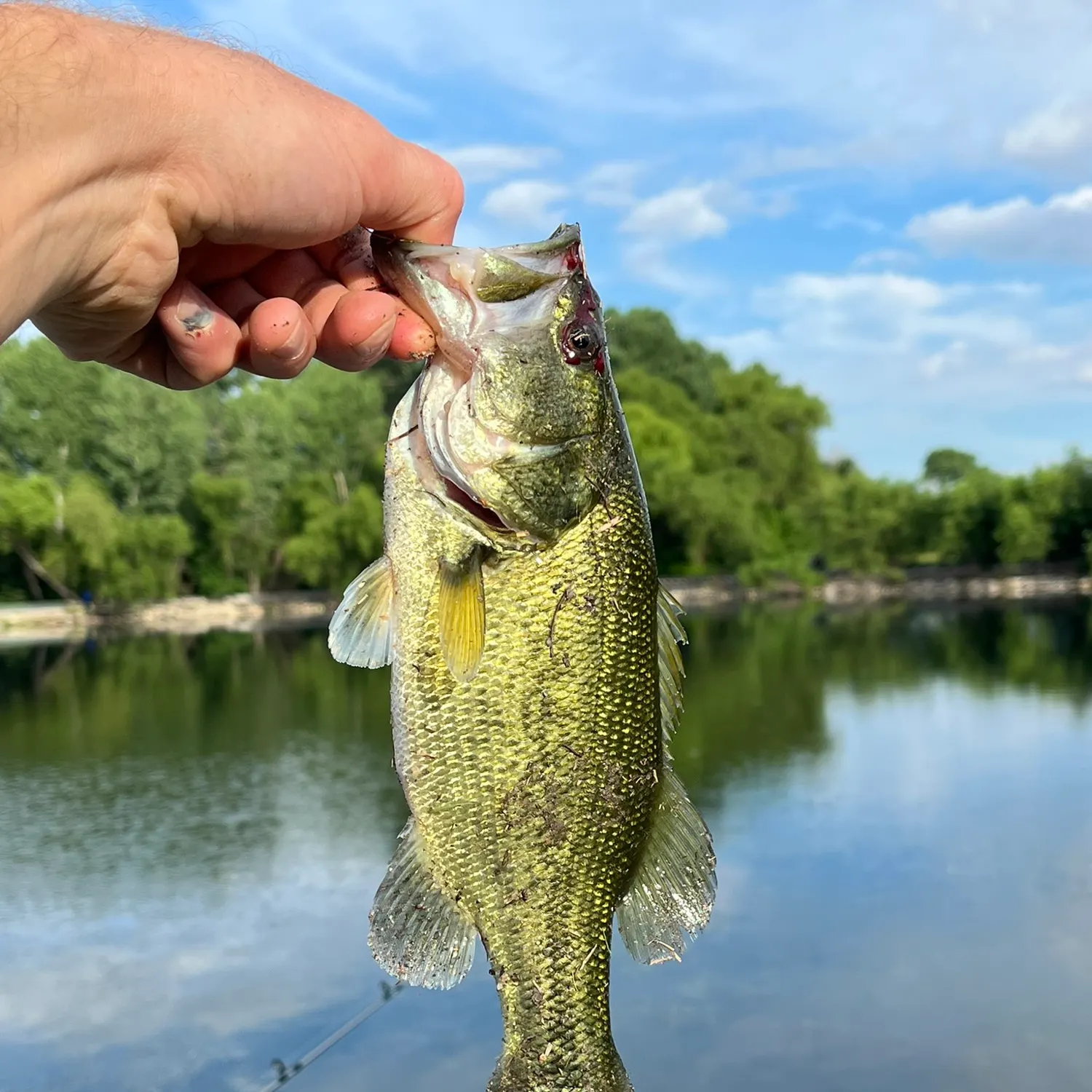 Largemouth bass caught on Fishbrain