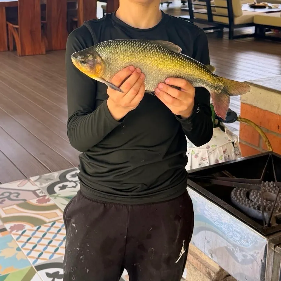 The most recent Dorada catches on Fishbrain