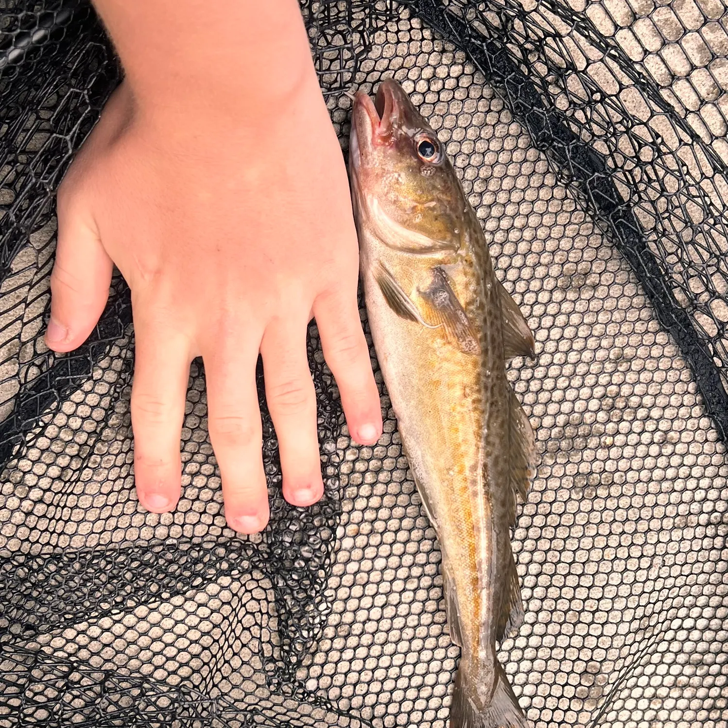 Atlantic cod caught on Fishbrain
