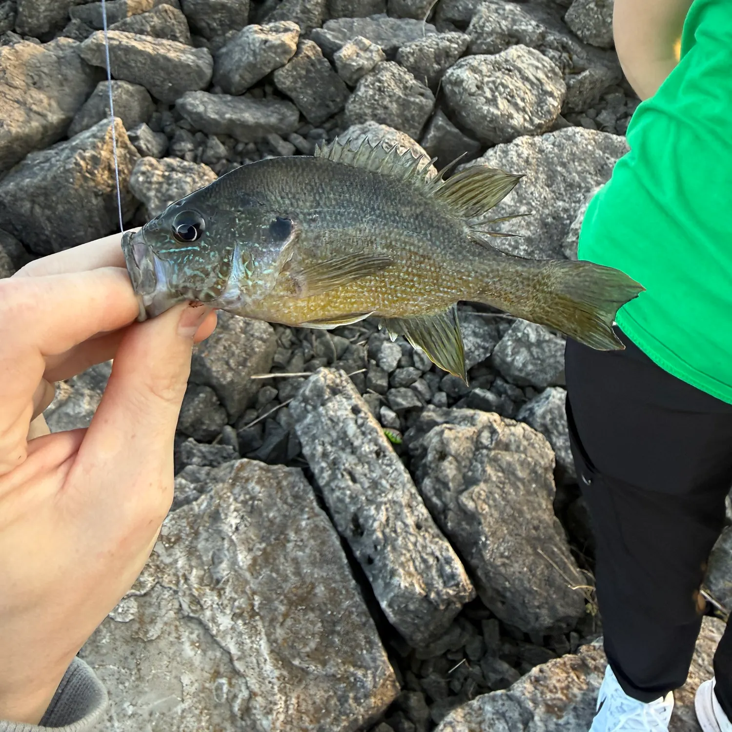 Green sunfish caught on Fishbrain