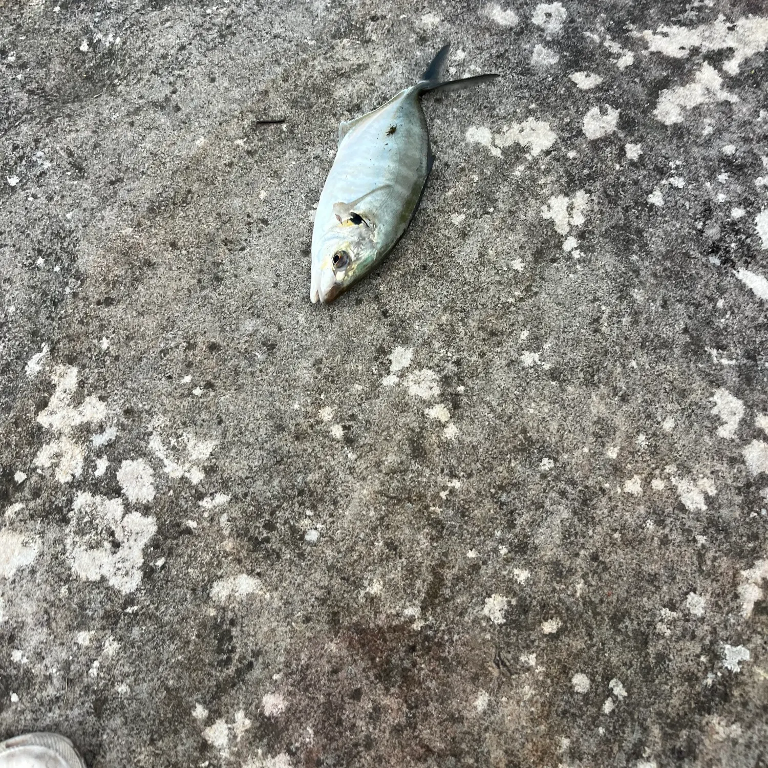 The most recent Silver trevally catches on Fishbrain