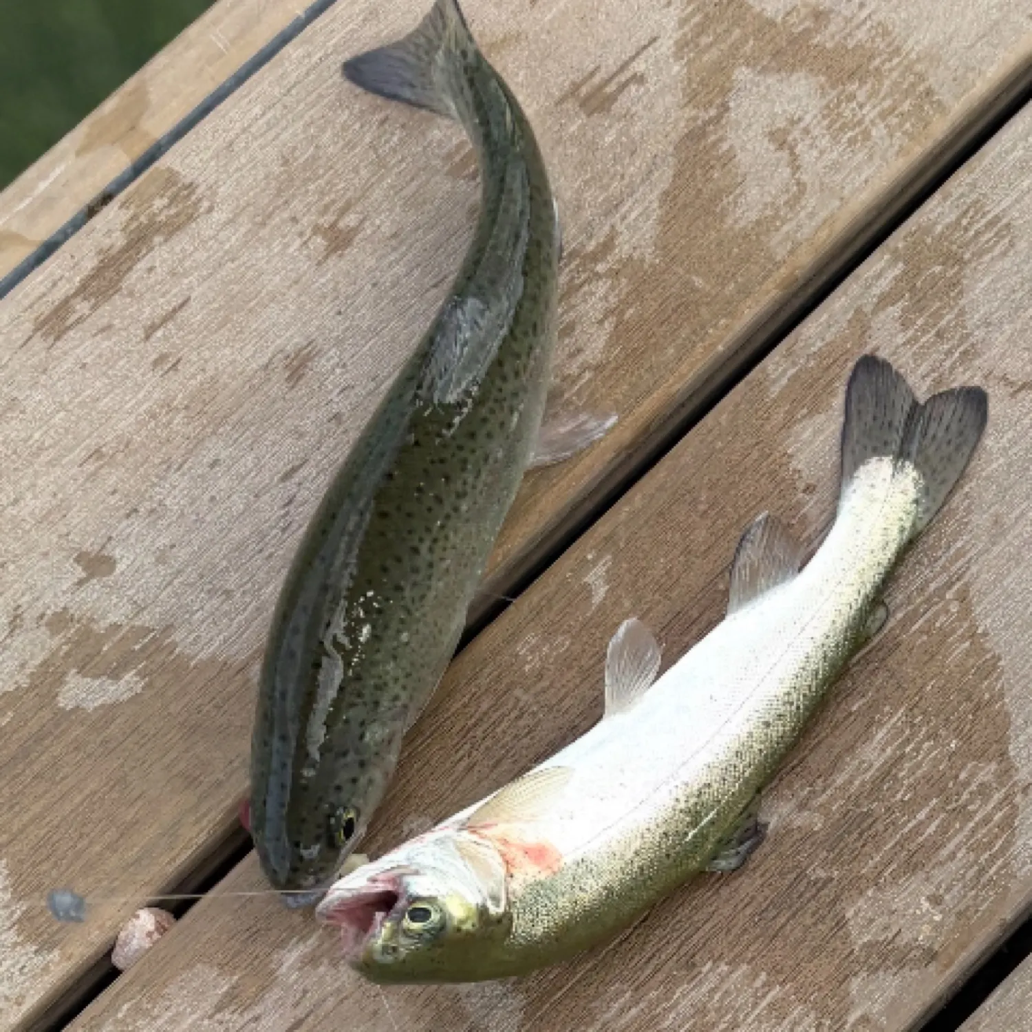 recently logged catches