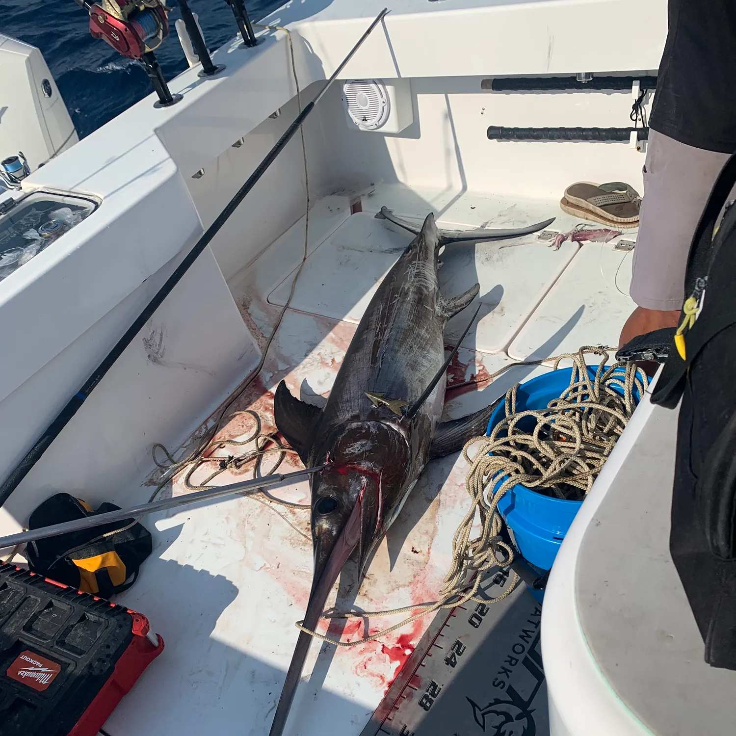 The most recent Swordfish catches on Fishbrain