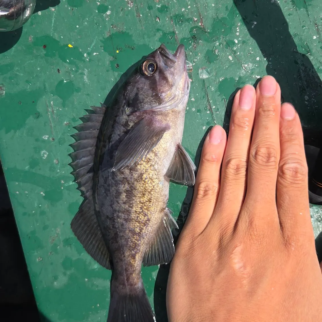 The most recent Blue rockfish catches on Fishbrain
