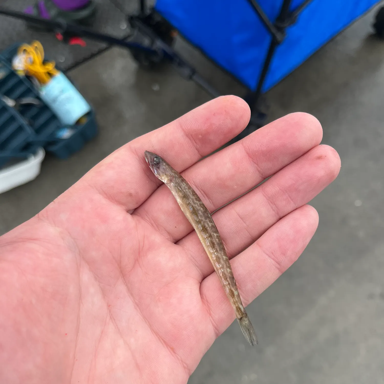 The most popular recent California lizardfish catch on Fishbrain