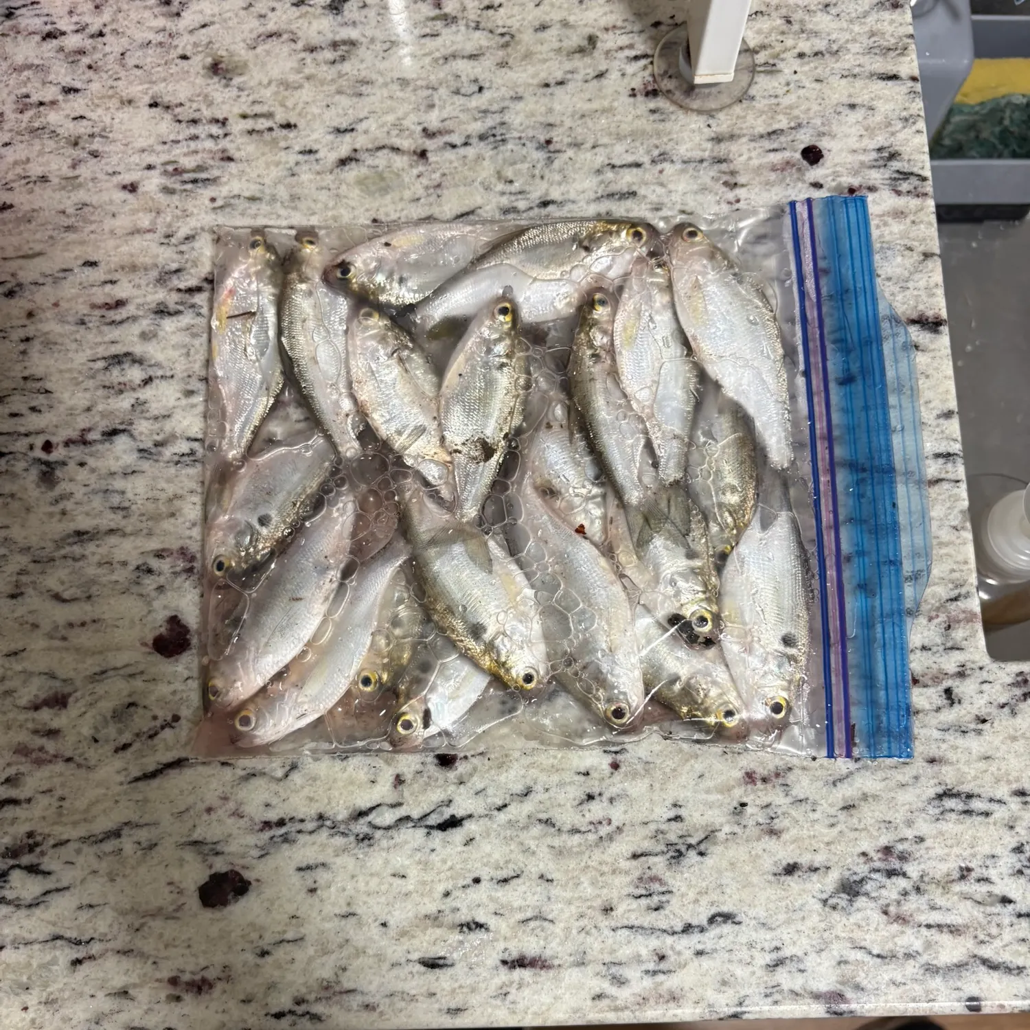 The most recent Dotted gizzard shad catches on Fishbrain