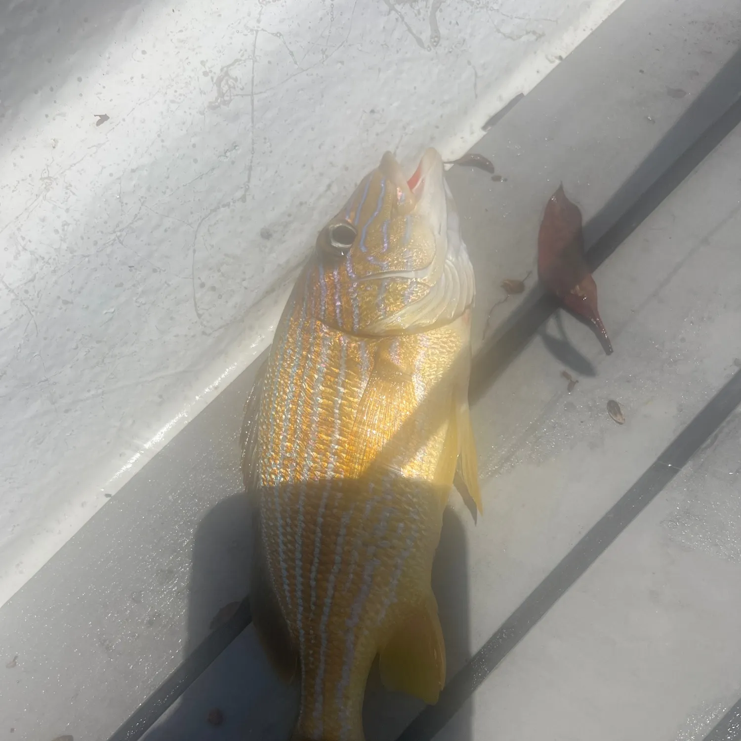 The most recent French grunt catches on Fishbrain