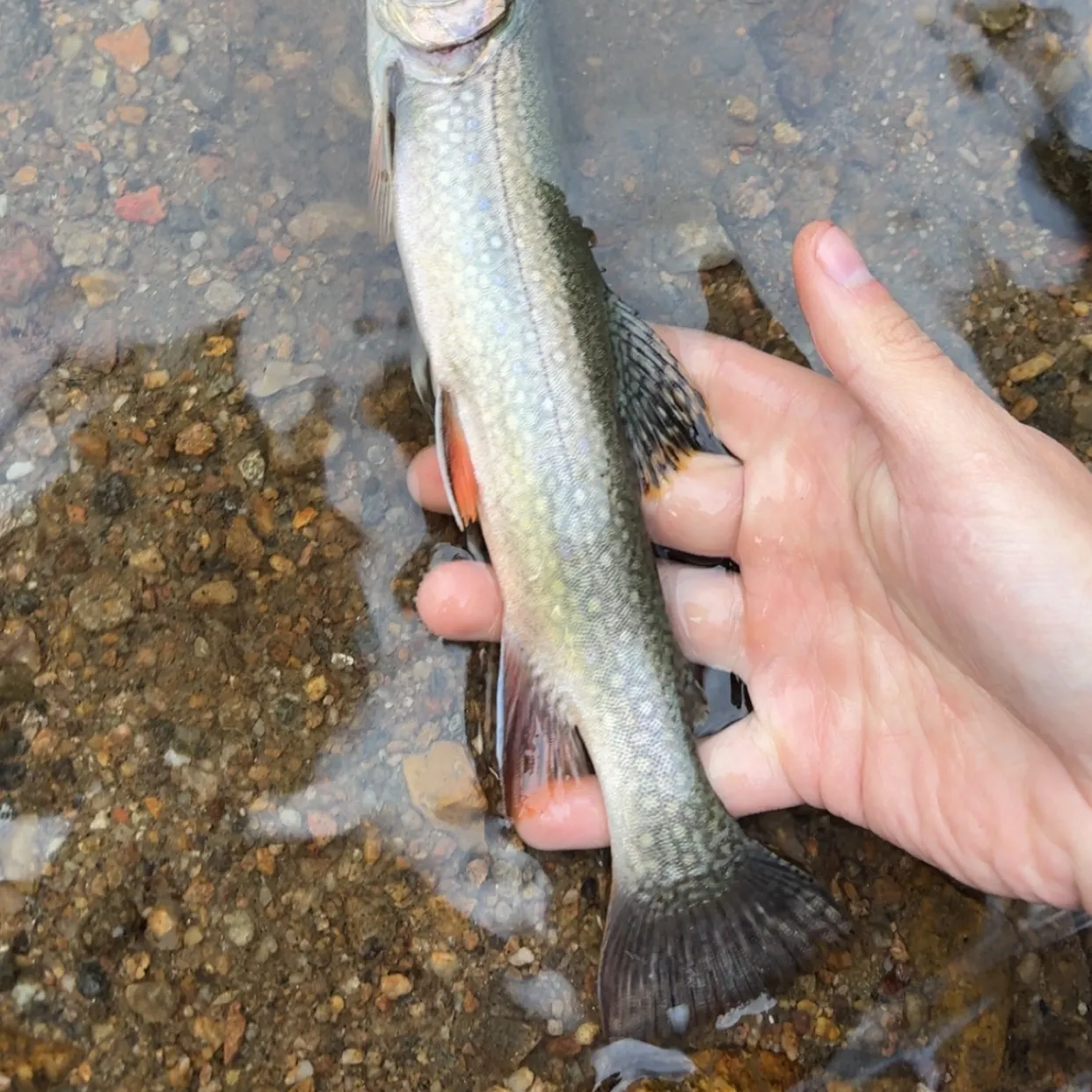 Brook trout caught on Fishbrain