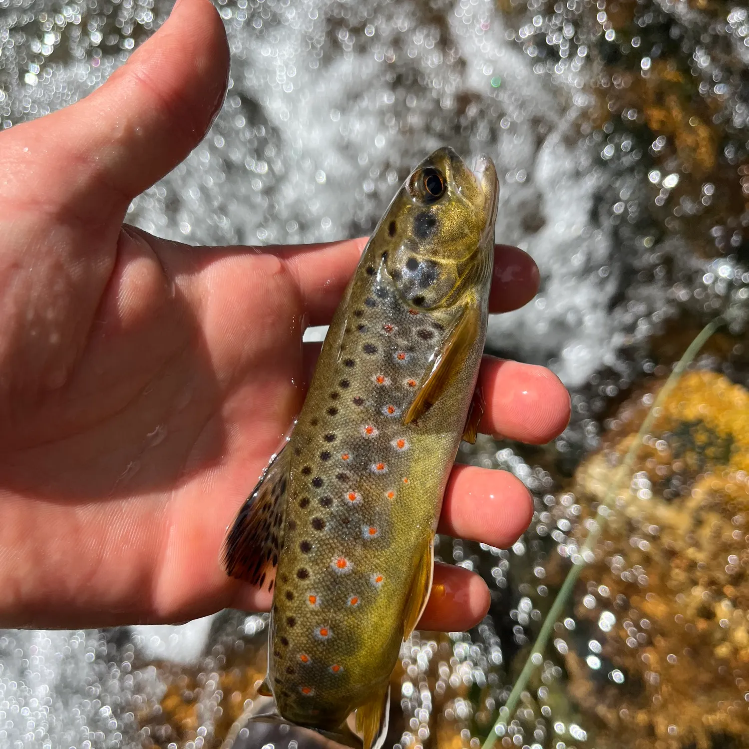 Brown trout caught on Fishbrain