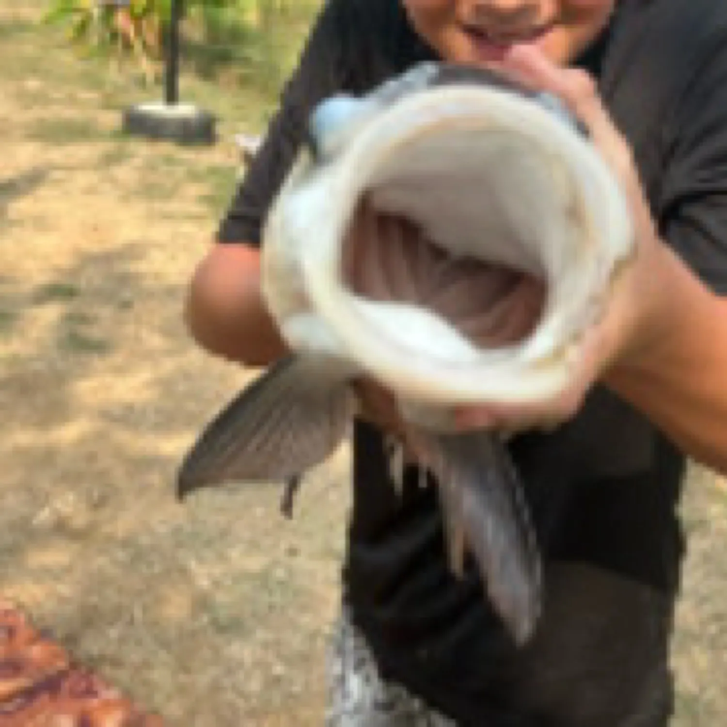 The most recent Siamese carp catches on Fishbrain
