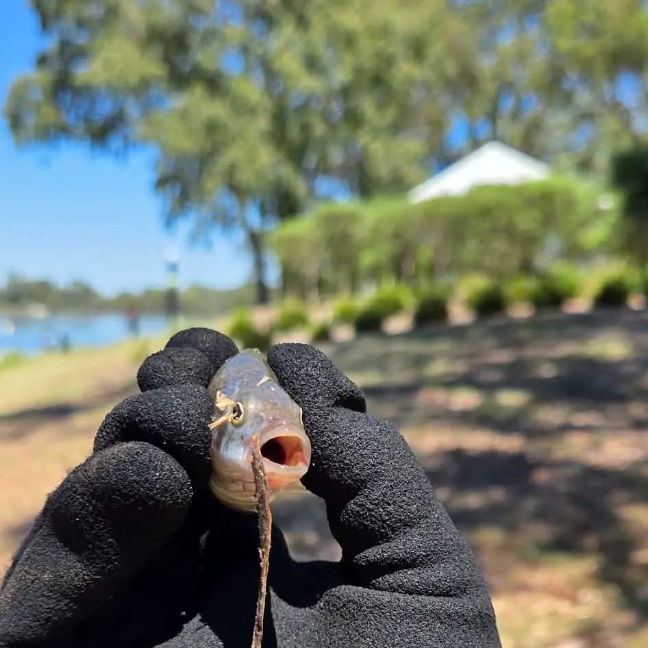 The most recent Bidyan perch catches on Fishbrain