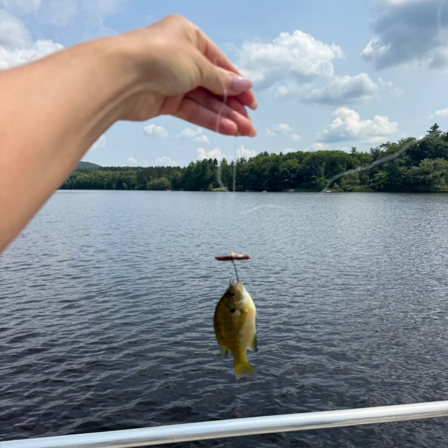 The most recent Crevalle jack catches on Fishbrain