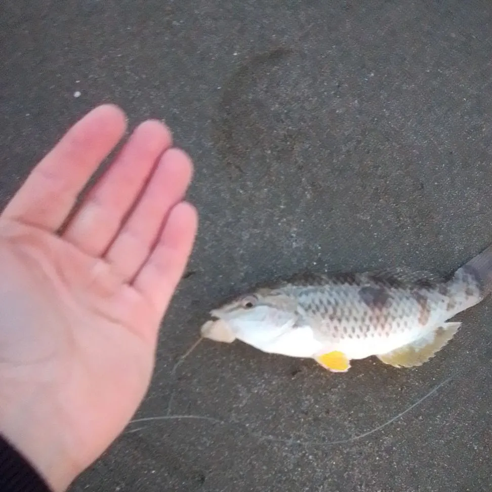 The most recent Spotty wrasse catches on Fishbrain
