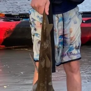 Southern fiddler caught on Fishbrain