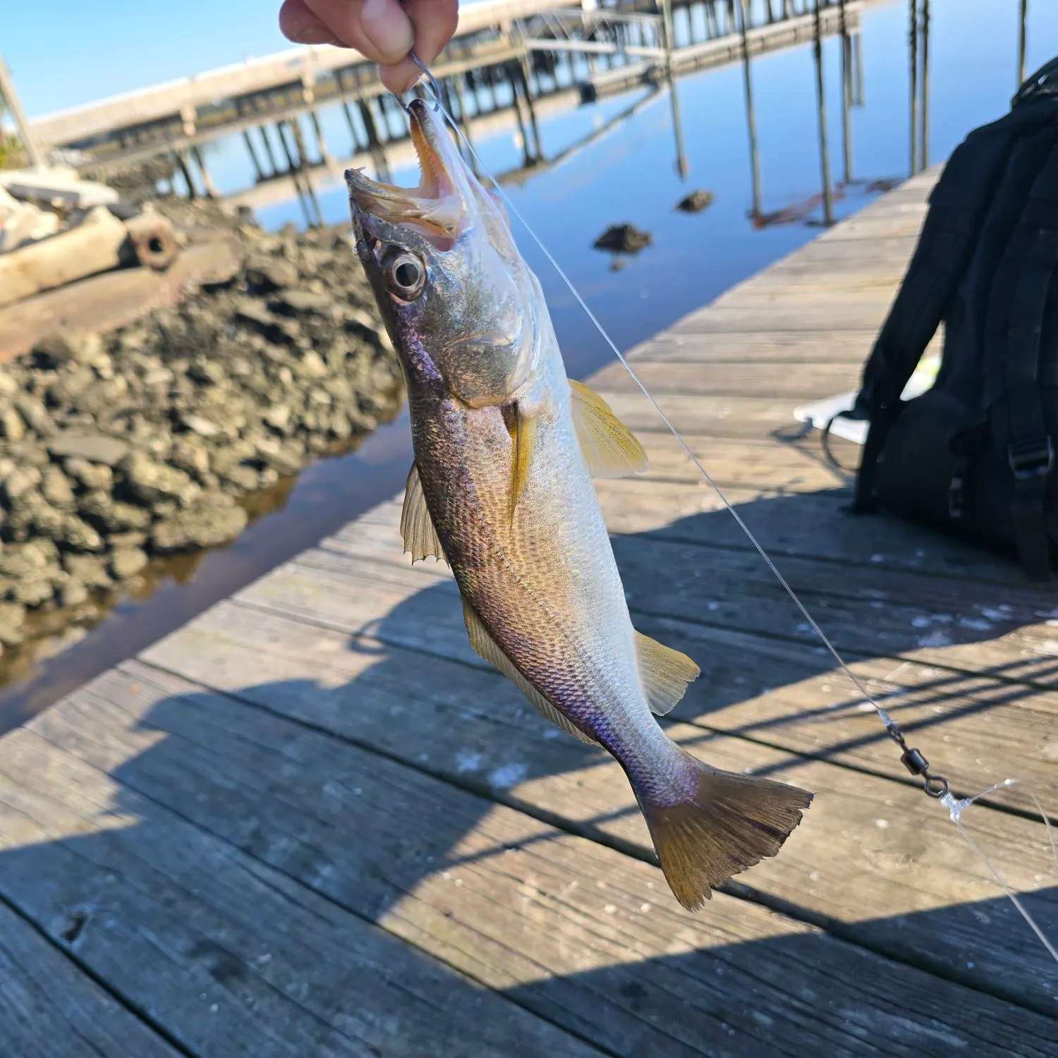 The most recent Gray weakfish catches on Fishbrain