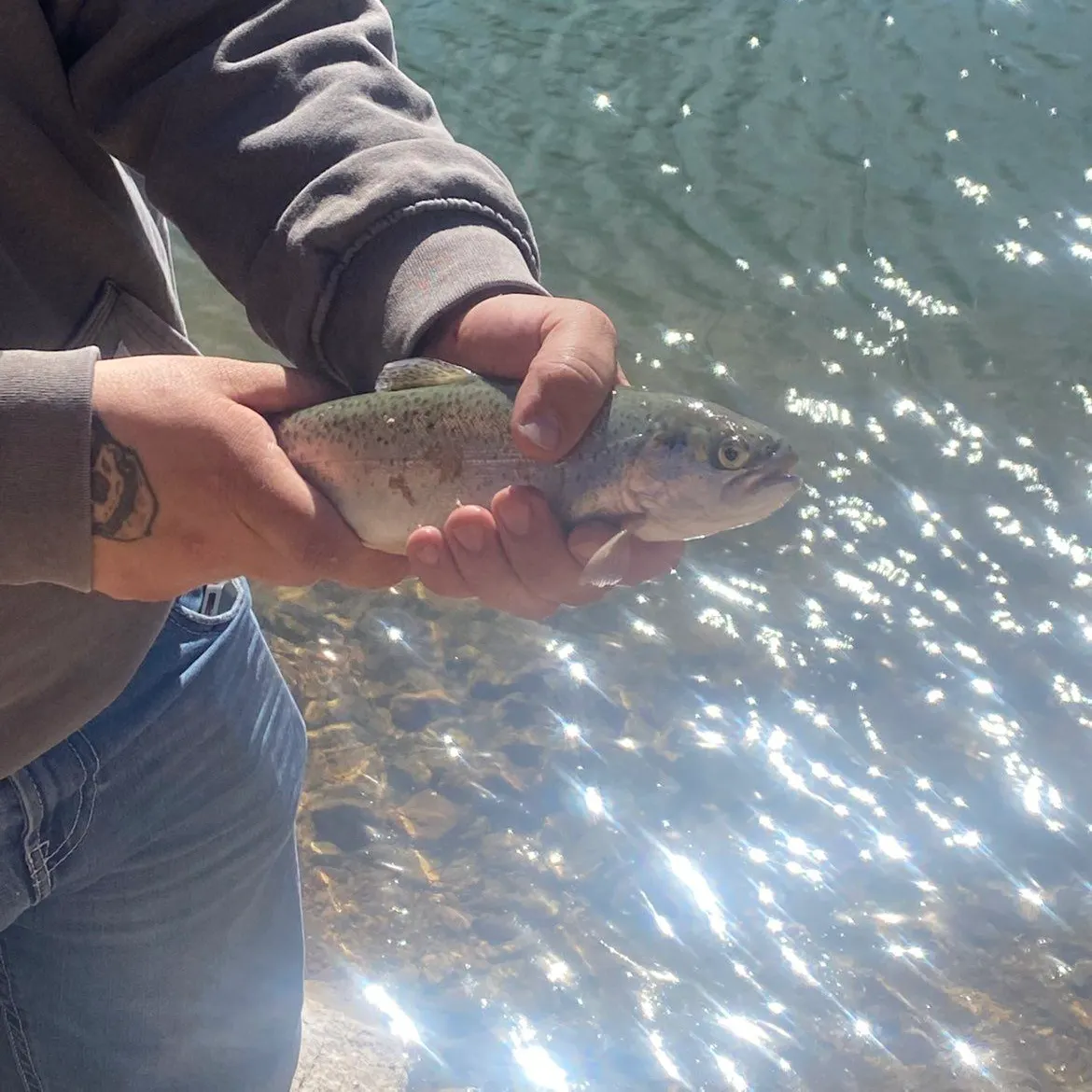 Cutbow caught on Fishbrain