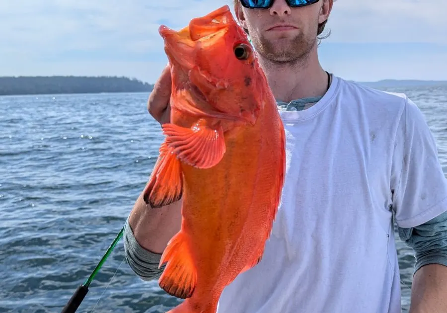 Yelloweye rockfish