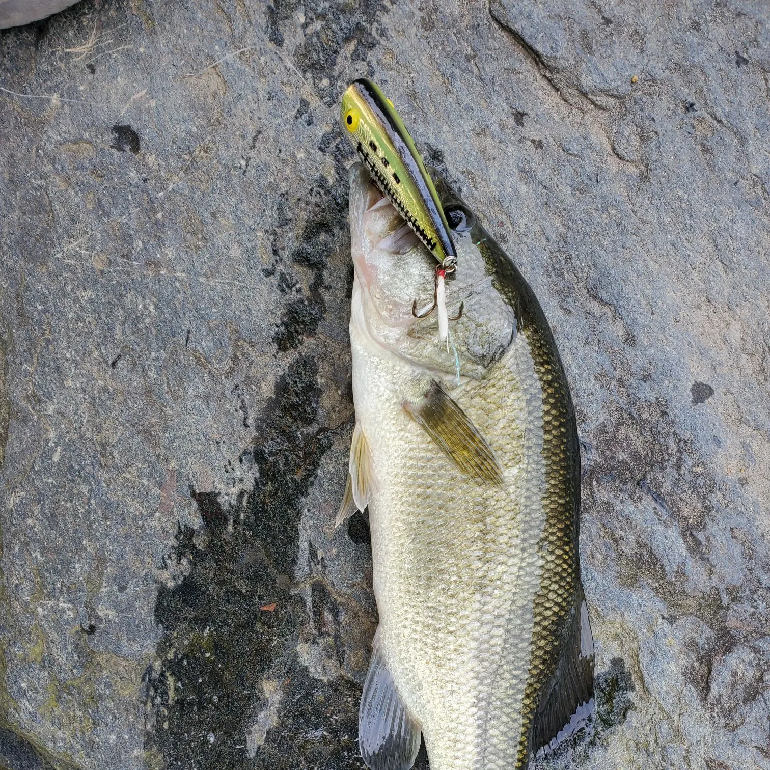 Largemouth bass caught on Fishbrain