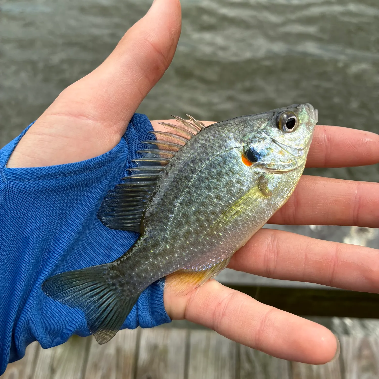 Redear sunfish caught on Fishbrain