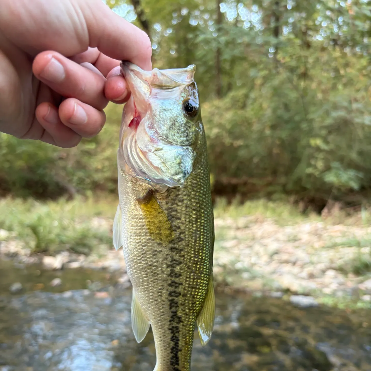 Fish caught on Fishbrain