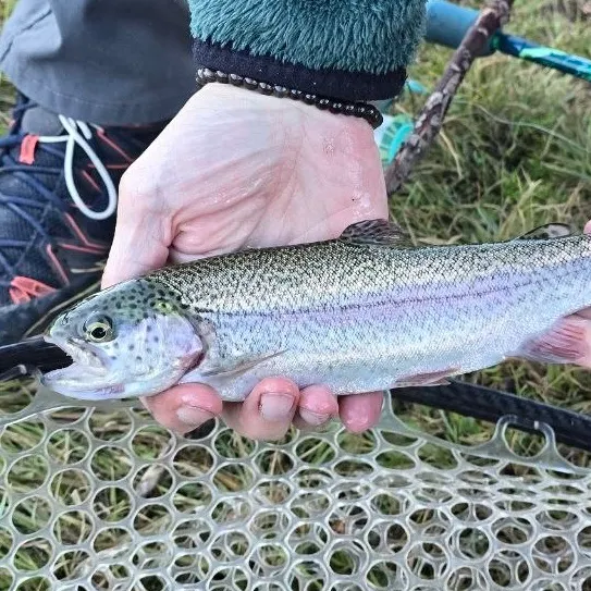 Rainbow trout caught on Fishbrain