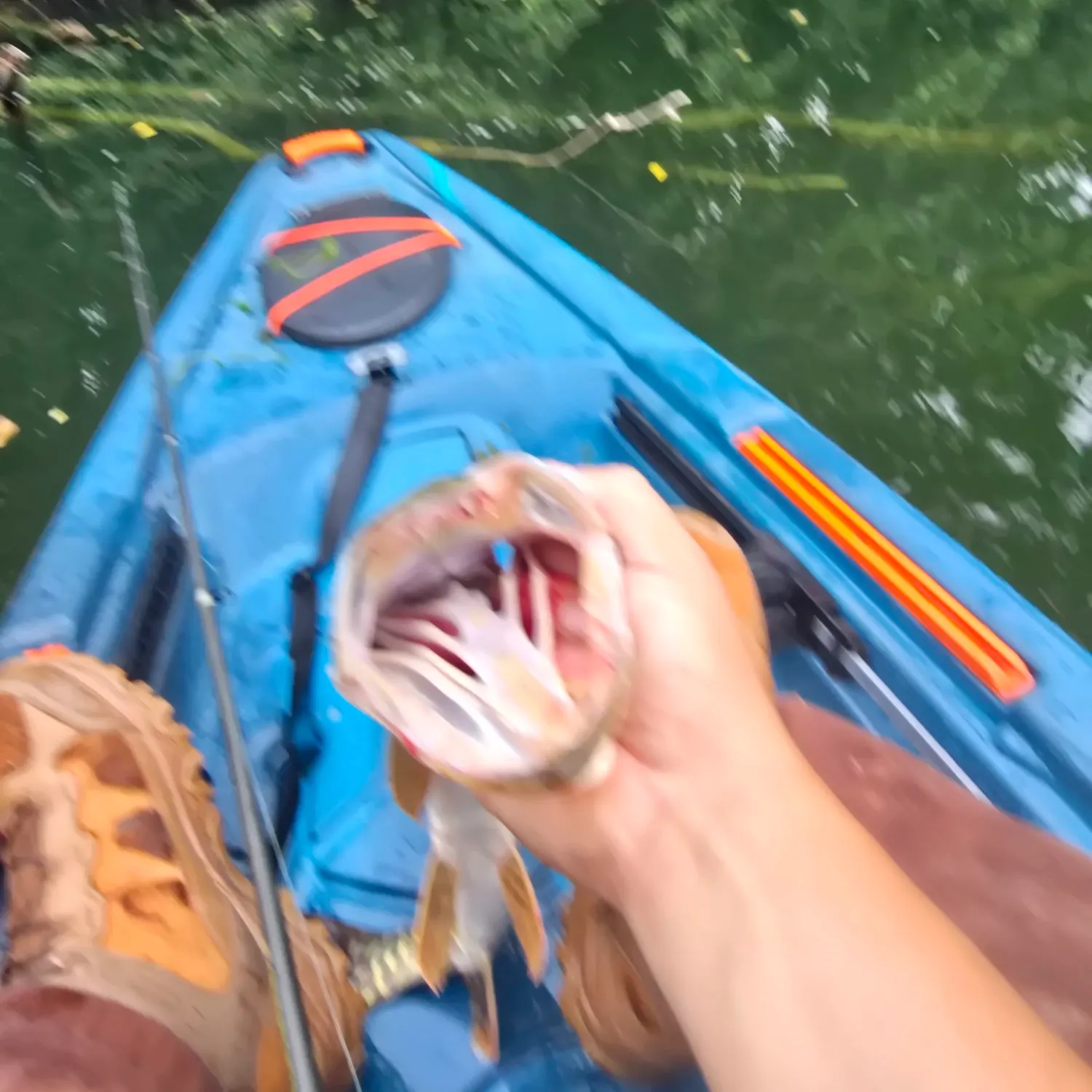 Northern pike caught on Fishbrain