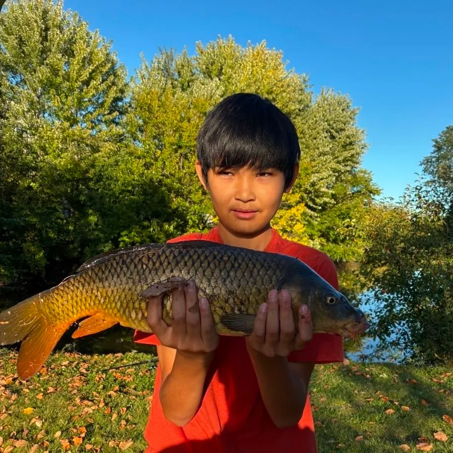 Common carp caught on Fishbrain