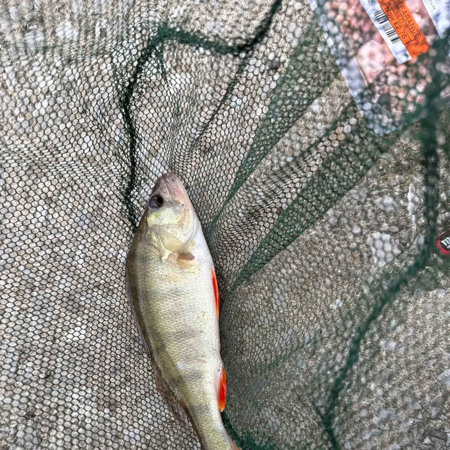 European perch caught on Fishbrain
