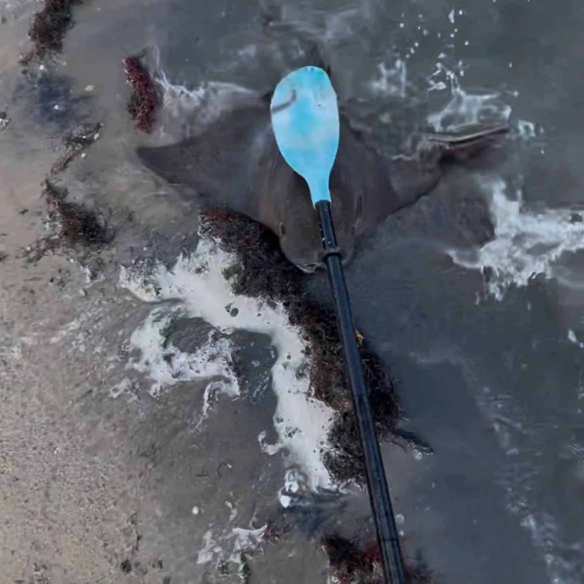 The most recent Cownose Ray catches on Fishbrain