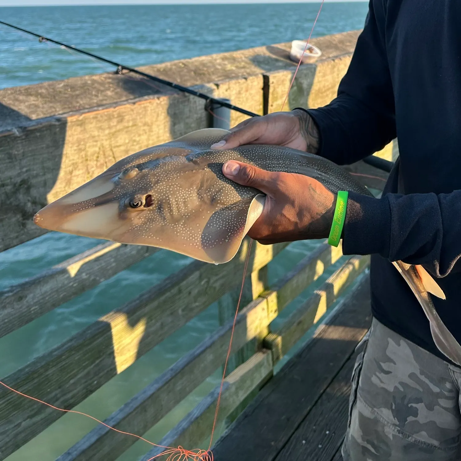The most recent Atlantic shovelnose guitarfish catches on Fishbrain