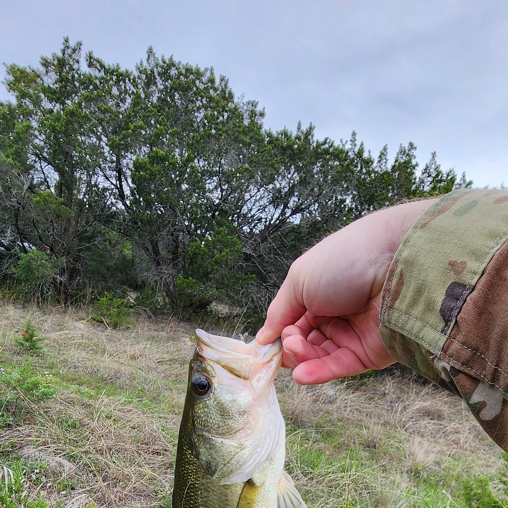 angler catch