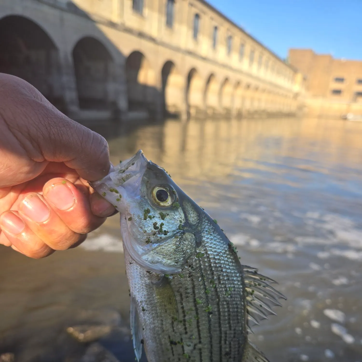 Wiper caught on Fishbrain